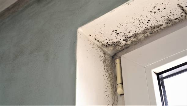 Best Post-Construction Mold Inspection  in Blountstown, FL