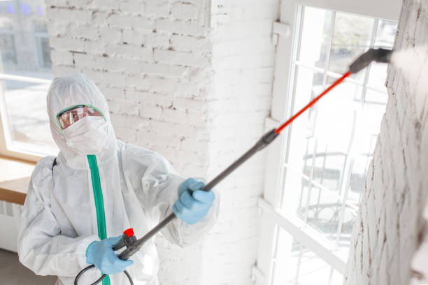 Best Real Estate Mold Inspection  in Blountstown, FL