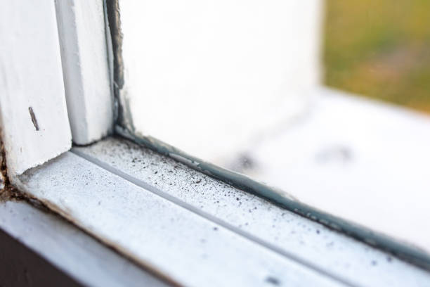 Best Emergency Mold Remediation  in Blountstown, FL