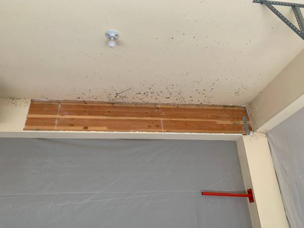 Best Residential Mold Inspection & Testing  in Blountstown, FL