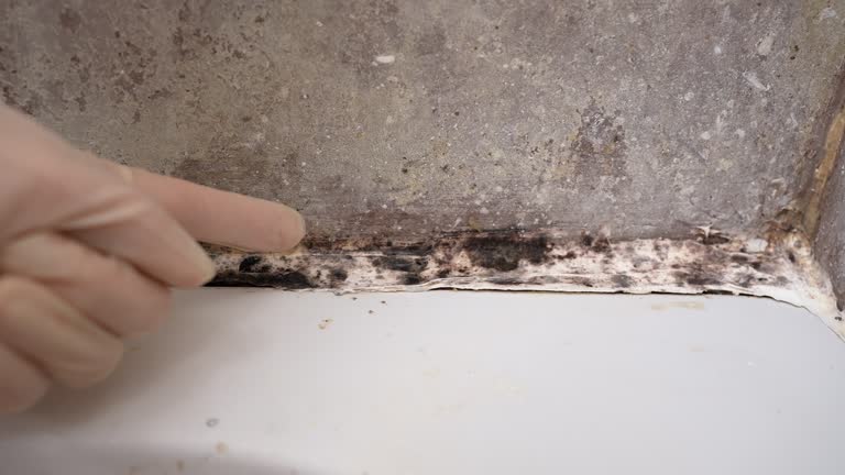 Asbestos and Lead Testing During Mold Inspection in Blountstown, FL