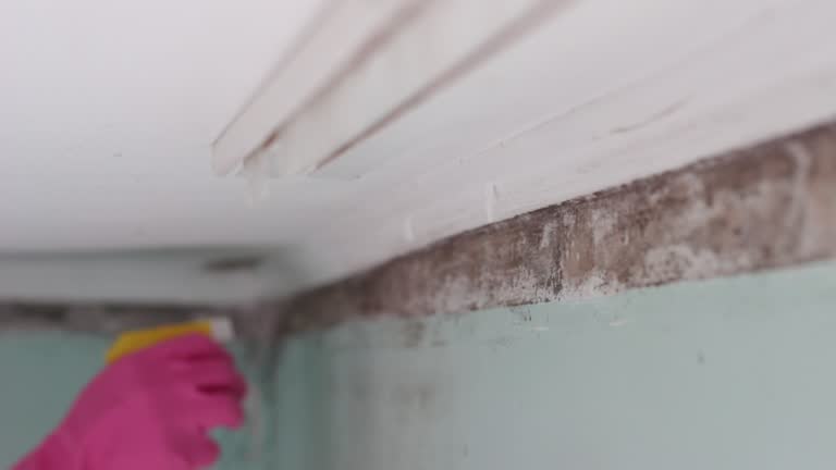 Best Mold Remediation for Rental Properties  in Blountstown, FL